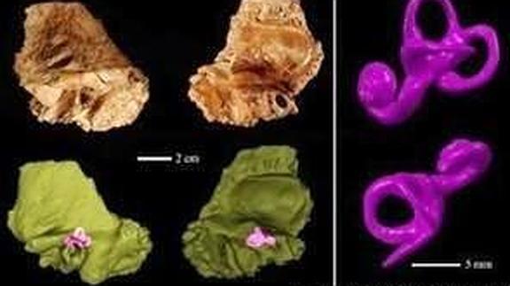 Nuestro abuelo el Neandertal