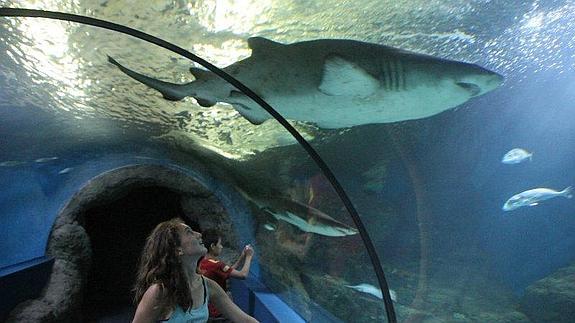 Más de mil personas visitan el acuario de Almuñécar durante el fin de semana