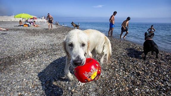 Un día de perros en la playa