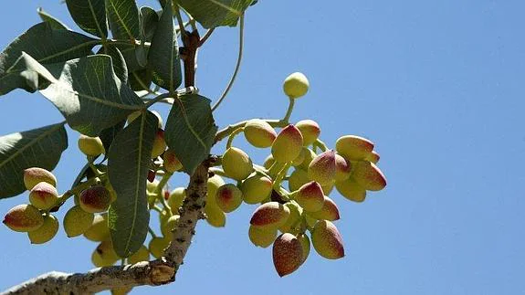 Rama de un pistacho, con sus sabrosos frutos secos, es vista en una zona rural de Bahreman (Irán)  