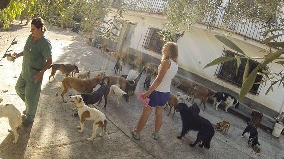 La angustia del Refugio de animales de Sierra Nevada