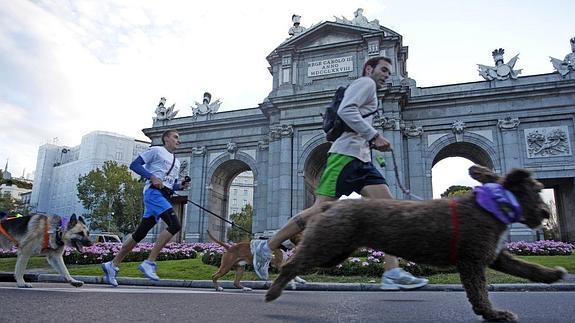 Prepárate para la 'Perrotón Madrid 2014'