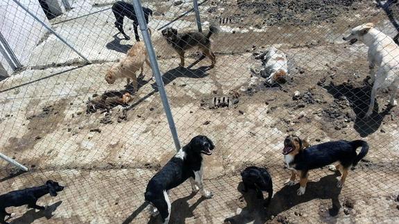 Seprona denuncia que en la perrera de Vélez-Rubio los animales sufren "malnutrición extrema"