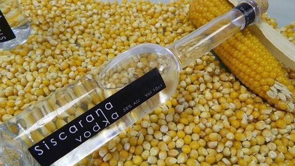 Un estudiante de la Universidad de Elche crea vodka a partir de maíz