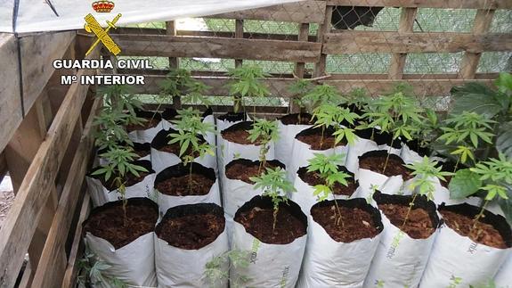 Un hombre detenido por cultivar 63 plantas de marihuana en una vivienda