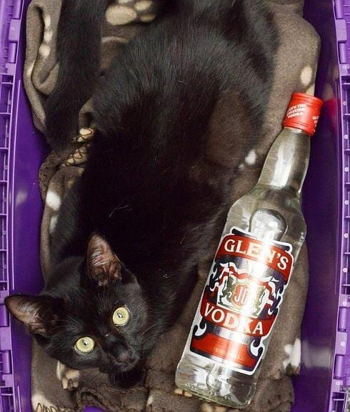 Le salvan la vida a un gato, envenenado con anticongelante, dándole a una botella de vodka