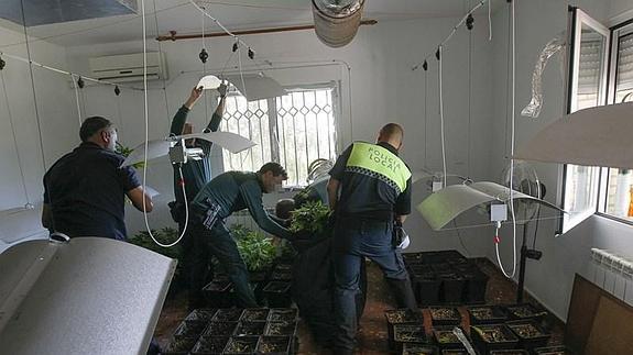 Un momento de la incautación de la marihuana.