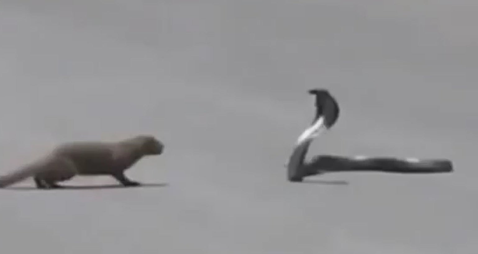 Una mangosta caza una cobra real en plena calle Ideal