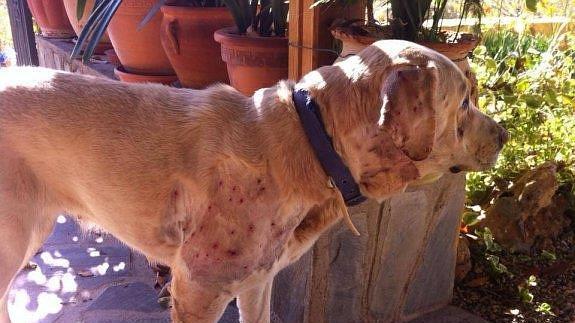 Denuncian la brutal agresión a un perro labrador que recibió hasta 30 impactos de perdigones