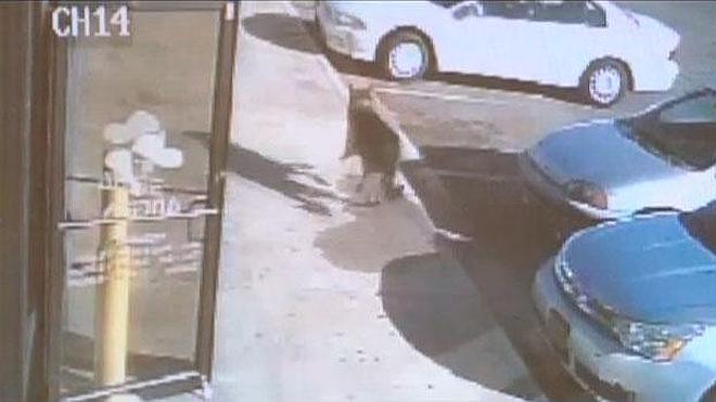 El perro de una familia protege con su cuerpo a los niños de las balas de un delincuente