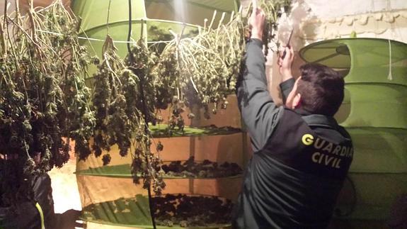 Desmantelado un laboratorio de marihuana y detenido un joven como presunto responsable