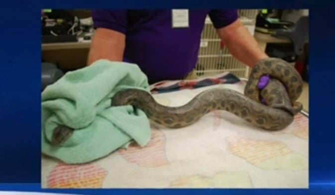 Una mujer fue al servicio en su trabajo y se encontró una boa de metro y medio en el retrete