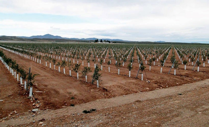 Explotación agrícola en Uleila del Campo (Almería).