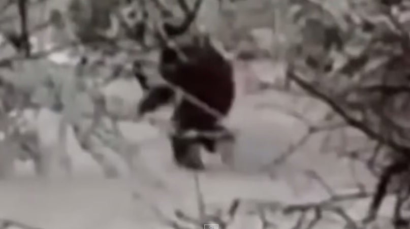 Primeras imágenes sorprendentes sobre la supuesta 'existencia' del Yeti