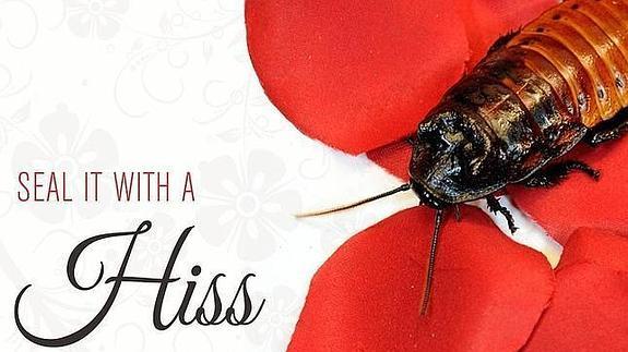 "Pon el nombre de tu ex o de tu suegra a una cucaracha gigante por San Valentín"