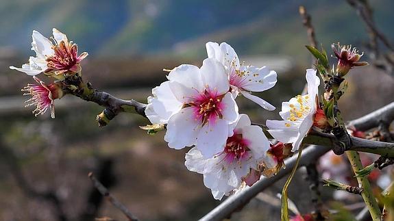 Tiempo de almendros en flor