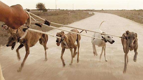 Los galgos son atados a vehículos a motor para su entrenamiento.