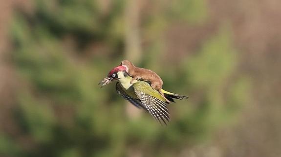 Increíbles imágenes de un pájaro carpintero transportando a un bebé comadreja