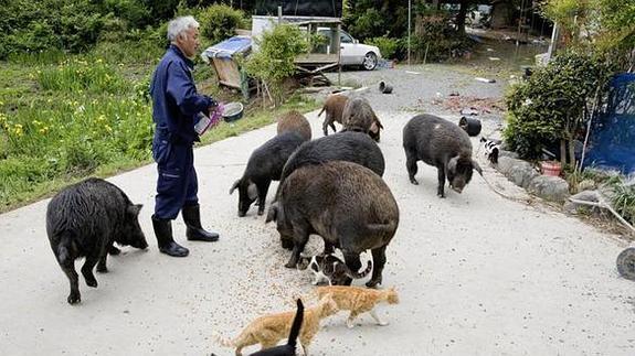 El hombre que cuida de los animales de Fukushima tras el tsunami
