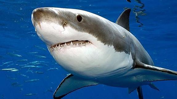 Tiburón blanco. 