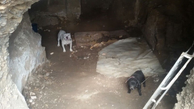 Los perros se encontraban en una cueva del Sacromonte 