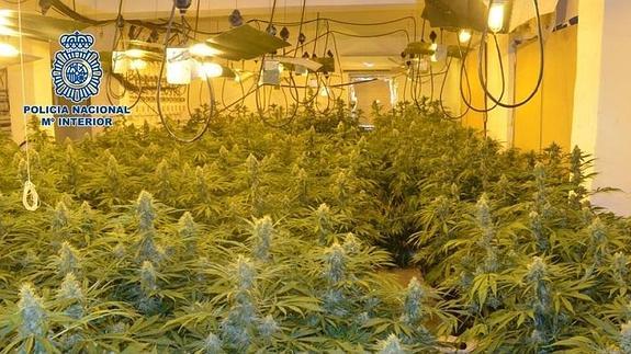 Detenido por tener 634 plantas de marihuana
