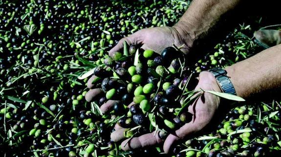 Un agricultor enseña un puñado de aceitunas recién recolectadas. 