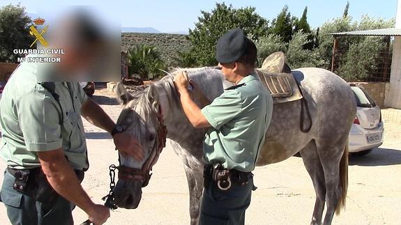 Desarticulada una red que falsificaba la muerte de caballos para estafar a aseguradoras