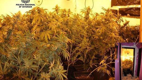 Cuatro detenidos en Granada con un millar de plantas de marihuana