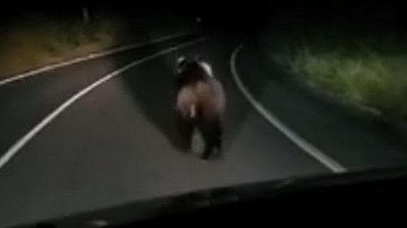 Se encuentran un oso en plena carretera de Asturias mientras iban en coche