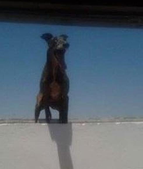 El galgo desde lo alto de la azotea, antes de tirars.