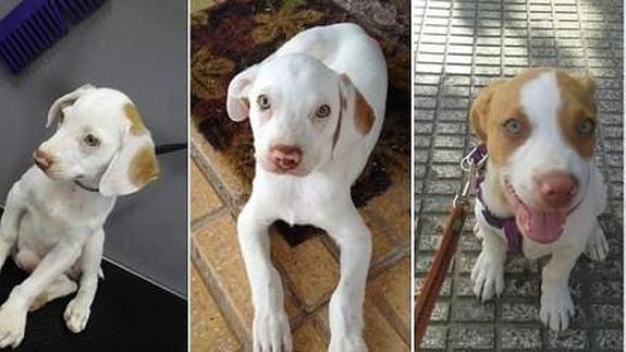 Buscan hogar tres perros que sobrevivieron a la explosión de la casa de Villajoyosa