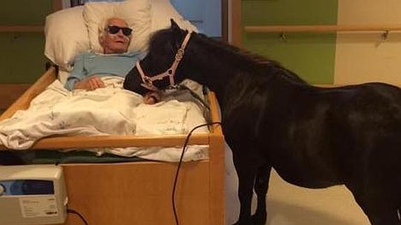 Un anciano enfermo recibe la visita de su pony en la residencia