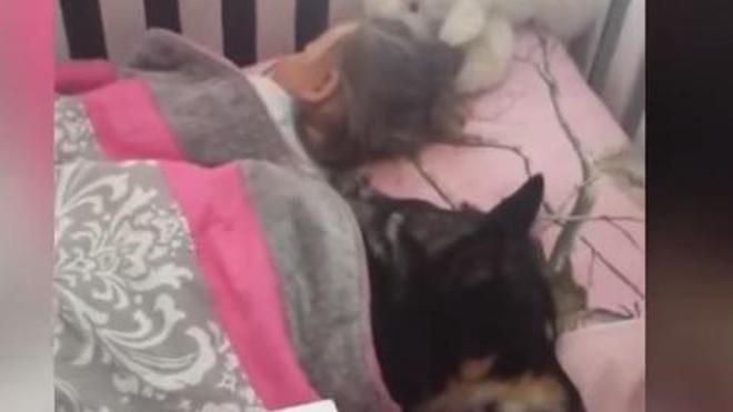 El perro que vela por el sueño de un bebé asombra en las redes sociales