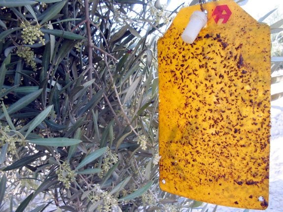 Mosca transgénica vs. mosca del olivo
