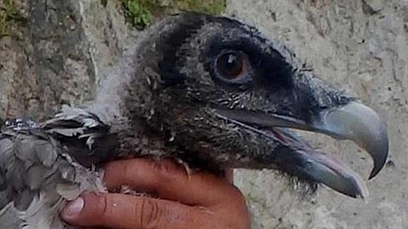 El primer quebrantahuesos nacido en libertad en Cazorla inicia sus vuelos