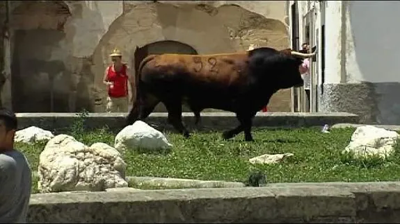 El toro 'Guapetón' en Coria. 