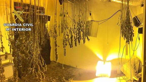 Detenido por cultivar 136 plantas de marihuana en una vivienda deshabitada