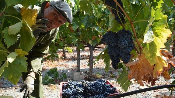 Juan se mueve con soltura por las viñas.