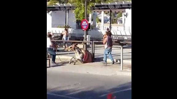 Patean en la cabeza y arrastran por el suelo a un burro-taxi de Mijas para que se ponga de pie
