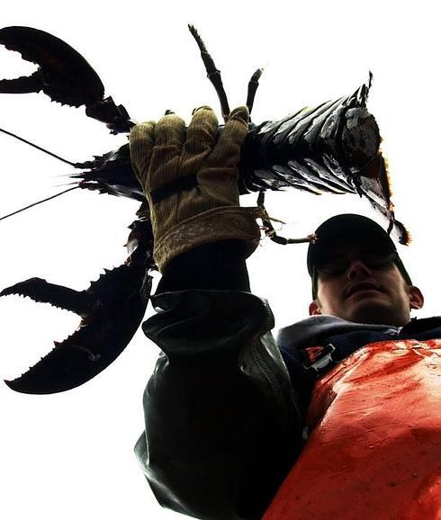 Langosta en el McDonald's