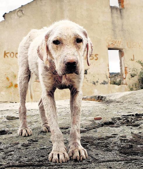 A Dania le han asistido en un centro de Segovia. Es uno de los 100.000 canes abandonas que las protectoras españolas recogen cada año. 