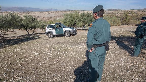 La Policía Judicial y el área de Información velarán contra el robo de aceitunas en Granada