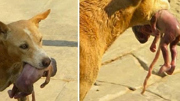 Un perro salva la vida a un bebé que había sido tirado a la basura