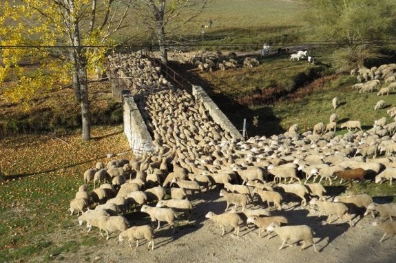 Rebaño de ovejas cruza uno de los puentes que le lleva al término de Vilches.