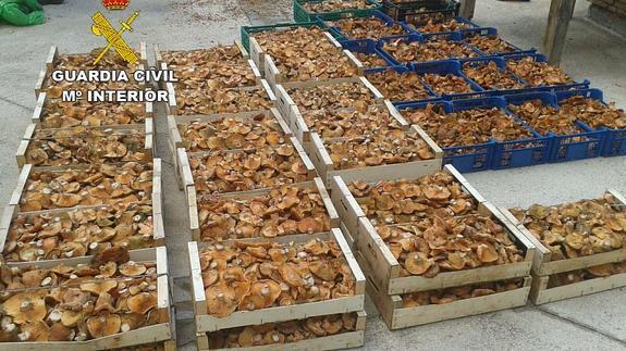 Más de 600 kilos intervenidos por la Guardia Civil