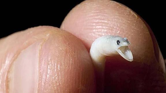 6.000 euros por un kilo de angulas