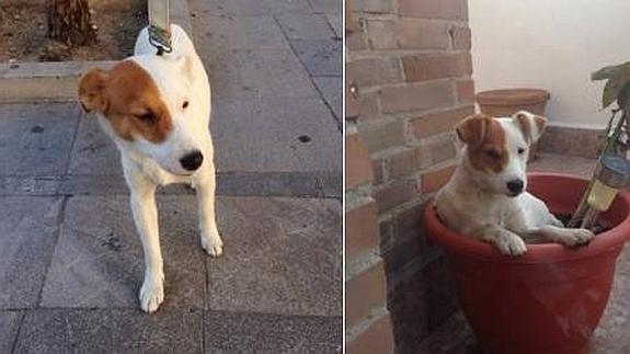 Pérez Reverte ayuda a que este perrito encuentre un hogar en Granada