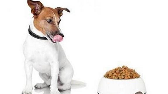 7 alimentos que nunca debes dar a tu perro
