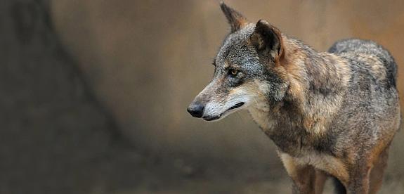 El lobo ibérico es algo más pequeño que un pastor alemán, con ojos amarillos y pelaje entre gris y rojizo.